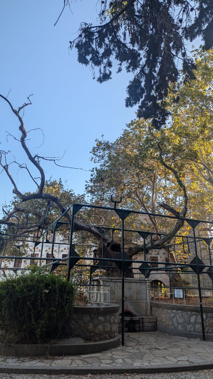 The Hippocrates plane tree and fountain, Kos by Serena Giacalone - 02.jpeg